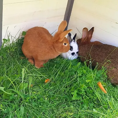 Ferienhaus One-bedroom Cobbenrode