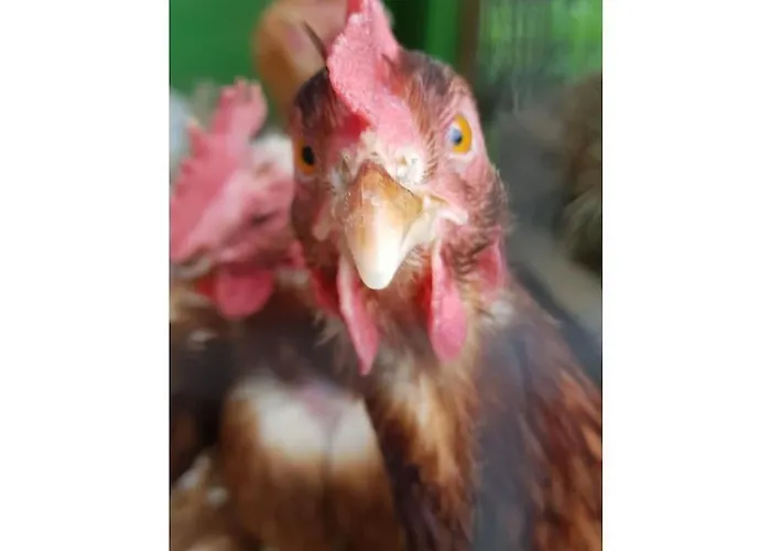 Дом отдыха One-bedroom