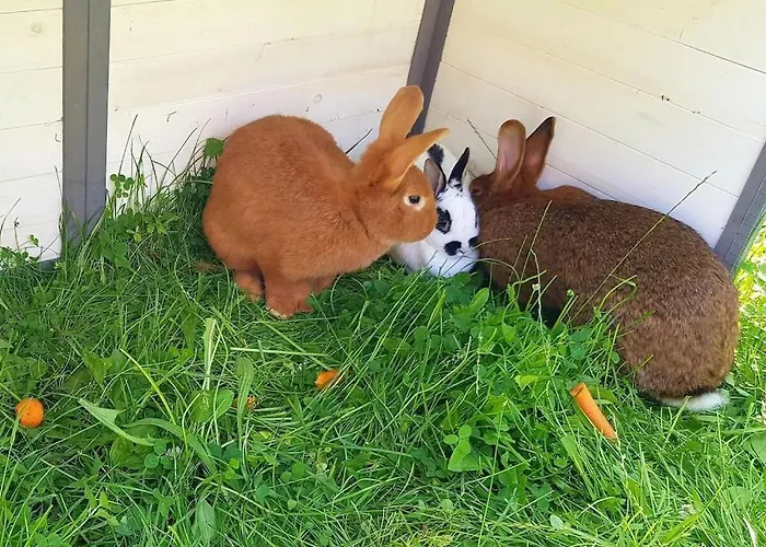 Дом отдыха One-bedroom Эслоэ