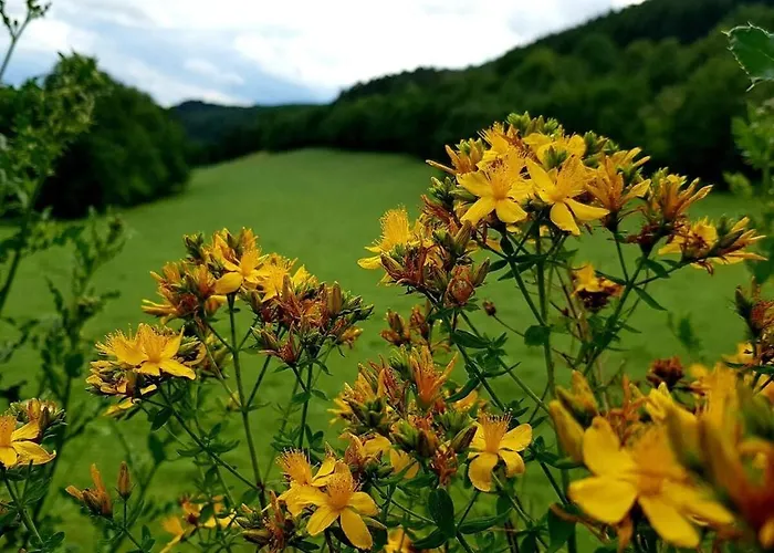 One-bedroom Дом отдыха *